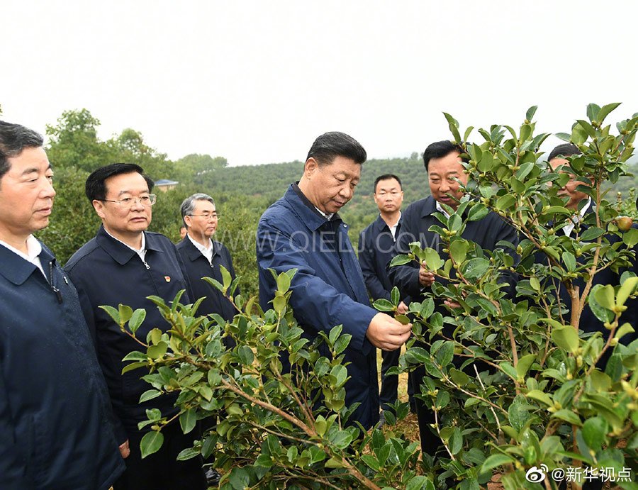 光山油茶籽榨油設(shè)備，山茶籽油榨油機(jī)廠家(圖1)