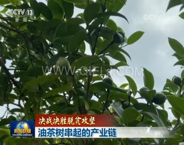 新聞聯(lián)播決戰(zhàn)決勝脫貧攻堅之油茶樹串起的產業(yè)鏈(圖1) 新聞聯(lián)播決戰(zhàn)決勝脫貧攻堅之油茶樹串起的產業(yè)鏈(圖1)